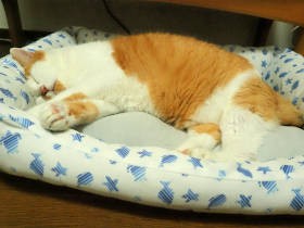 土の中からミャー　生き埋めにされた子猫　私の世界を広げ、21年の猫生を駆け抜けた