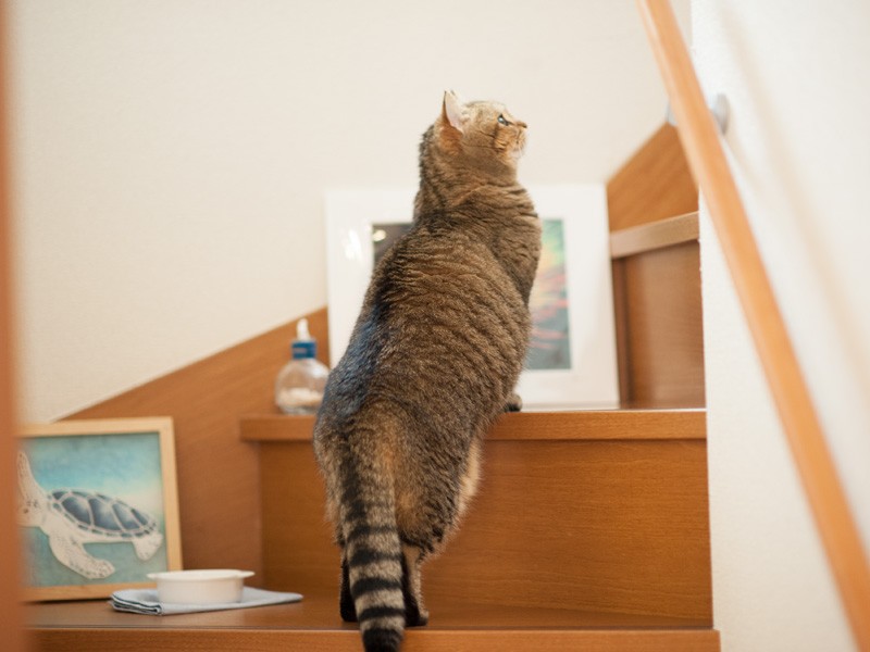 「２階の日だまりでお昼寝しよう」（小林写函撮影）