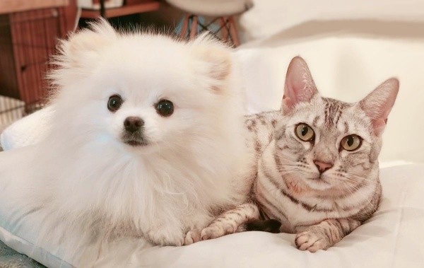 仲良しきょうだい（左から）こめたくん、うにちゃん（画像提供：おこめ屋さん）