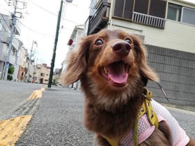 最近、朝の番組でテレビデビューしました！　カニンヘンダックス「EIN」