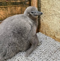 2024年1月27日撮影（提供：新屋島水族館）