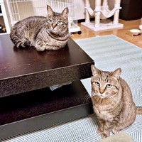 そろって飼い主さんを見つめる（左から）椿ちゃん、楓ちゃん（画像提供：ねここさん）