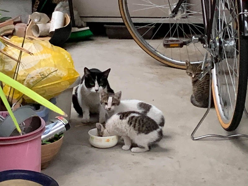 姫とティムの路上生活時代（飼い主さん提供）