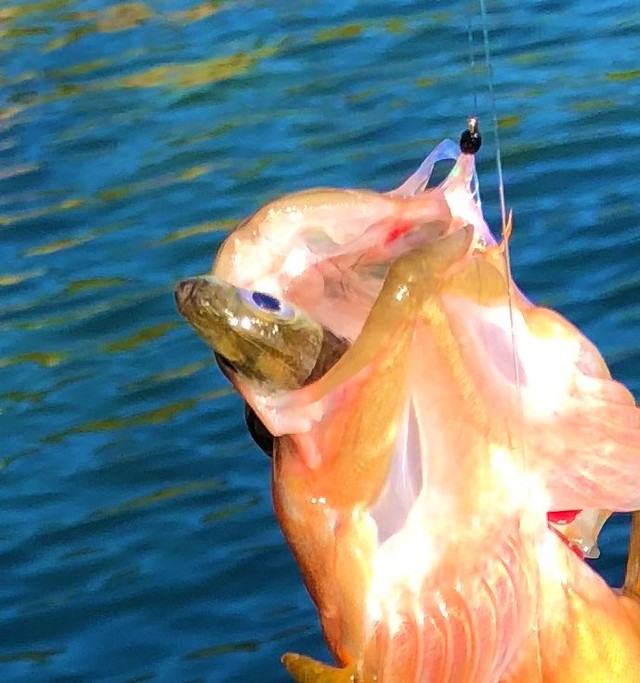 アジが顔をのぞかせています。 ※カジさん提供