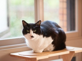 家猫になって３年「ぽんた」初の脱走　嫌気？それとも出来心？（43）