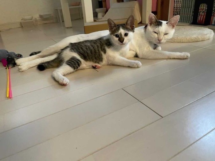 生後３カ月までママ猫（右）の愛情を受けたレモン（保護主さん提供）