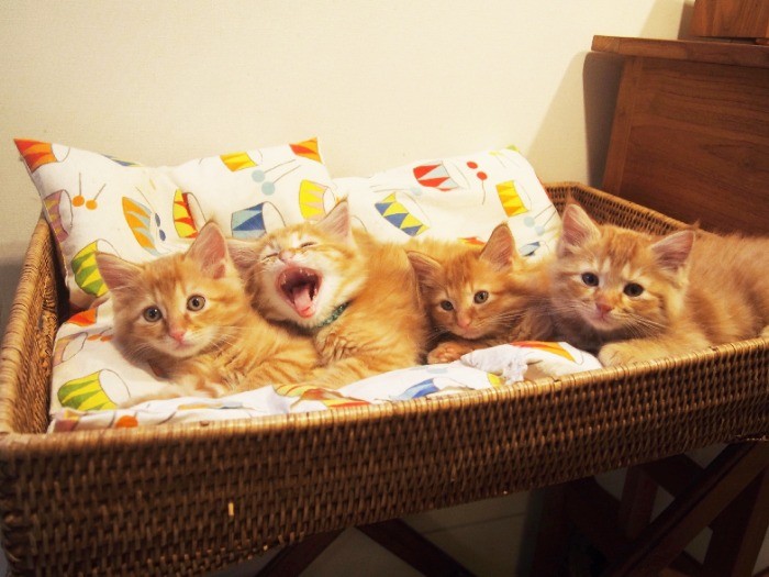 京都で保護された茶トラ4兄弟を預かったことも（20016年秋）