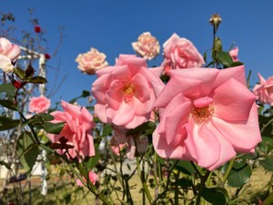 わたあめうさぎ