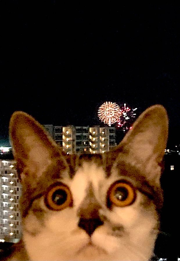 花火、花火見て！」子猫が不思議そうにガン見していたのは？ 「後ろ