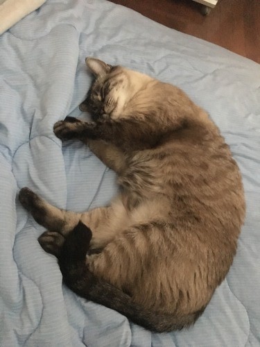 可愛いスカイの寝姿（高橋さん提供）