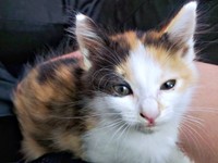 お迎え初日、吊り目でお顔がほっそりしていたみこちゃん（画像提供：方原 刺繍屋かたはらさん）