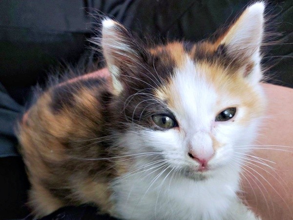 お迎え初日、吊り目でお顔がほっそりしていたみこちゃん（画像提供：方原 刺繍屋かたはらさん）