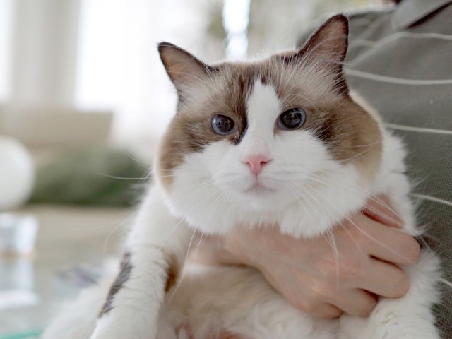 ノラ猫の繁殖現場で保護 猫のための家 で快適に暮らす2匹 犬 猫との幸せな暮らしのためのペット情報サイト Sippo