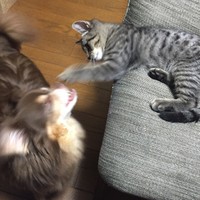 お家に迎えられて少し経ったころのトムくん。ねこパンチを老犬に食らわせます…