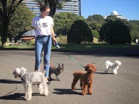 愛犬４匹との暮らし　平等にかまってあげられないジレンマも