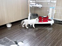 お迎え後、家の中を探検するちくわくん（画像提供：やくまろさん）