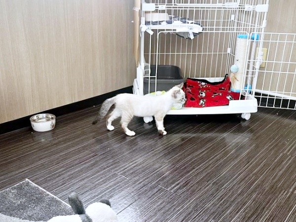 お迎え後、家の中を探検するちくわくん（画像提供：やくまろさん）