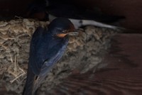 巣に止まるツバメ／宮本 桂さん（@KE_mi）提供