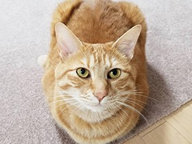 得意ワザは、完璧すぎる美しい香箱座り！　MIX猫「そら」　