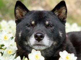 私もきれいでしょ？　お花に囲まれて優雅なお散歩を満喫する柴犬「もん」