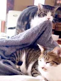 毛布をくわえて少しずつユキちゃんのほうへやって来るまるくん（画像提供：wuki wukiさん）