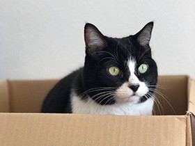 Stay Home！安全な場所で過ごそう MIX猫「みる」　