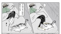 「結果、人間は縮こまって寝るしかない、ですね^ - ^」（提供：キュルZさん）