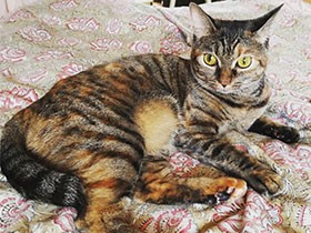 静かで控えめ　でも虫を見るとハンターの血が騒ぐMIX「メメ」