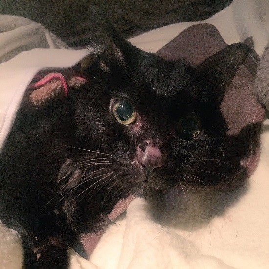 往診の先生と出会い、くぅちゃんも典佳さんも救われたという。「獣医さんも考えや対応が違う。心ある先生と出会えて幸せです」（典佳さん提供）