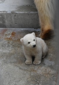 モモ親子89日齢（20260303 男鹿水族館GAO提供）