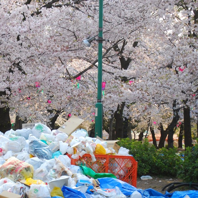 公園に山のように積まれた花見客のごみ…　※画像はイメージです（apoptosis/stock.adobe.com）