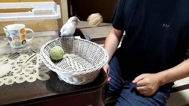 花沢さんとボール遊びをするチュン太（提供：花沢りん吉さん）