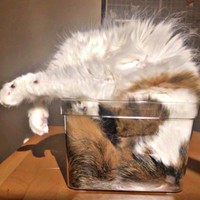 すってんころりん！？ 器の中で逆さまになるこむぎくん（画像提供：なごみ処 あずきち＆こむぎさん）.jpg