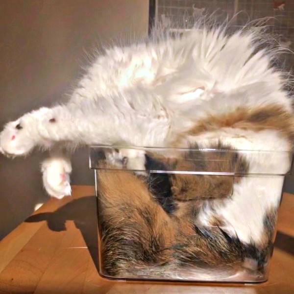 すってんころりん！？ 器の中で逆さまになるこむぎくん（画像提供：なごみ処 あずきち＆こむぎさん）.jpg