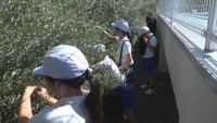 オリーブの収穫を体験する児童　池田小学校　香川県小豆島町池田　9日