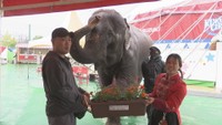 サーカスのゾウ・カンマイちゃんに花を贈呈　木下大サーカスの岡山公演前に