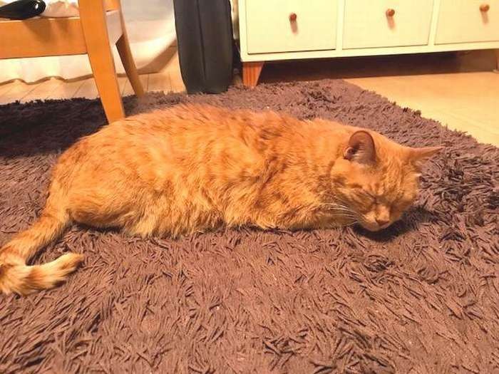 お疲れの様子で、おやすみ