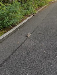 「何か転がっている」と近づいてみると…（小野華さん提供、Instagramよりキャプチャ撮影）