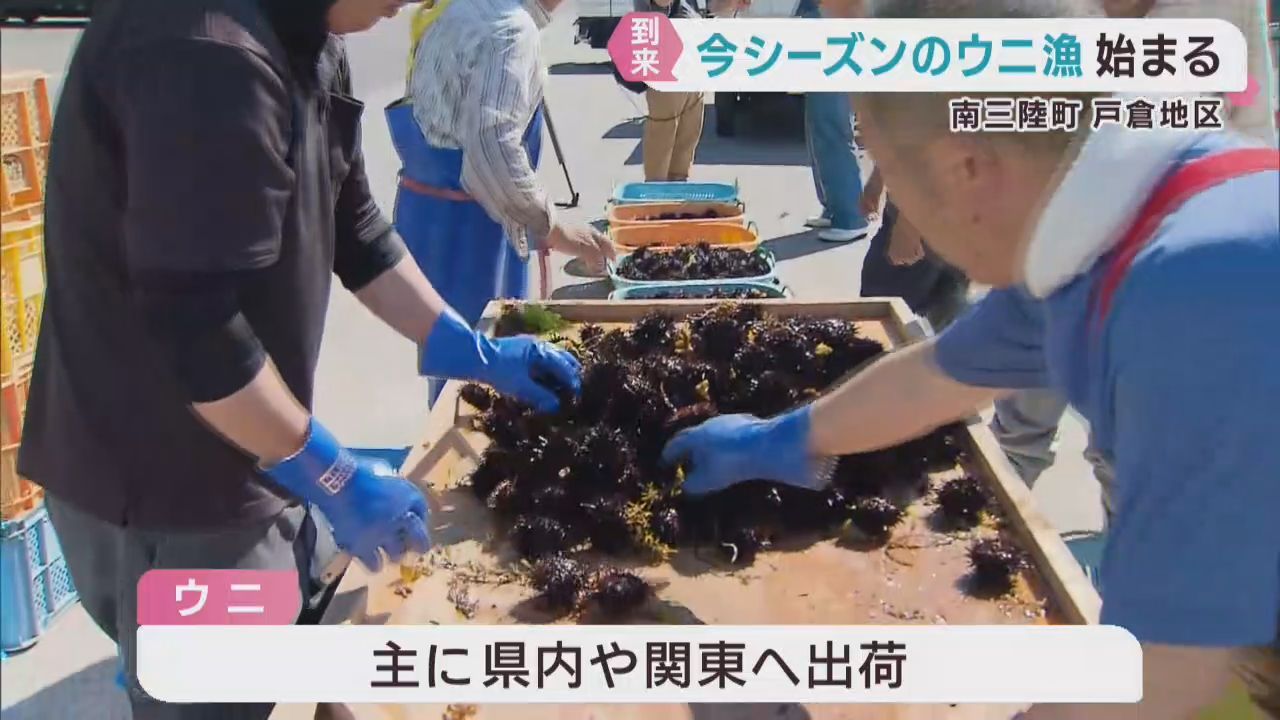 ウニ漁が始まる　宮城・南三陸町戸倉地区