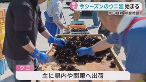 ウニ漁が始まる　宮城・南三陸町戸倉地区