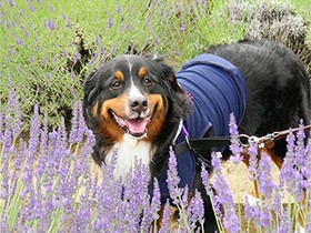 みんなと友達になれるよ　バーニーズマウンテンドッグ「れのん」