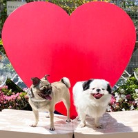 いつまでもラブラブで仲良く過ごしてほしいトントンとメイちゃん