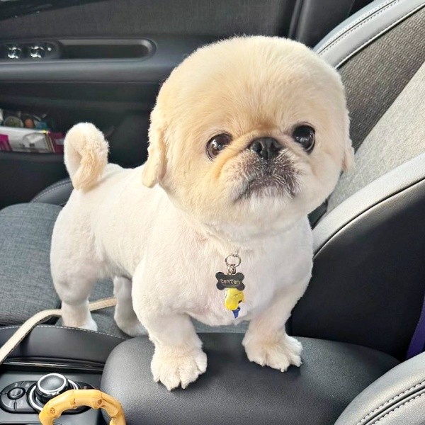 トリミング後、ますますイケワンになったてんてんくん（画像提供：てんてんの毎日さん）