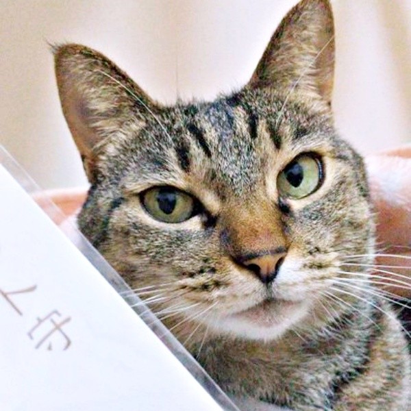 ふっくらしたお顔が愛らしい茶さん（画像提供：MERRY and BRIGHTさん）