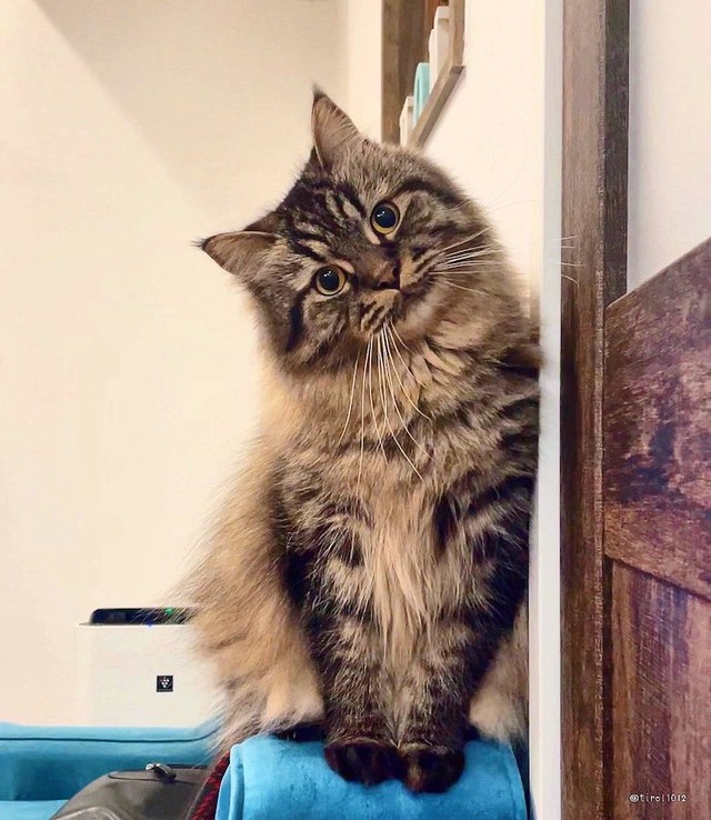 子猫時代、飼い主さんを仕留めようとしていたチロルくん（提供：チロルさん @tirol1012）