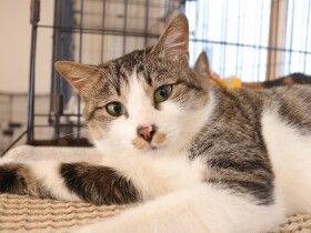 パナソニック保護犬猫譲渡会　保護猫カフェねこかつから参加予定の猫たち（15） 