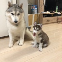 シルビアちゃん（左）と、ハマジさんちにやってきた頃のシャンテちゃん（右）（提供：ハマジさん）