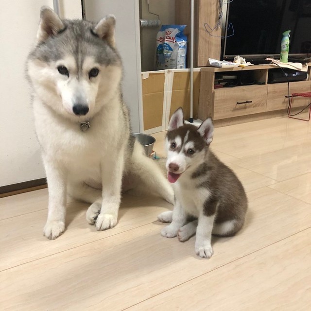 シルビアちゃん（左）と、ハマジさんちにやってきた頃のシャンテちゃん（右）（提供：ハマジさん）