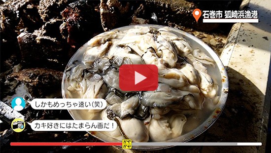 #429石巻市 狐崎浜漁港 カキ編①