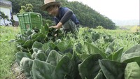 【特集】「農業が楽しい」家業を継いだ25歳の若手農家が奮闘！　香川・まんのう町